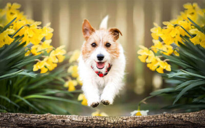 Jump into a Spring Getaway to Lopez Island