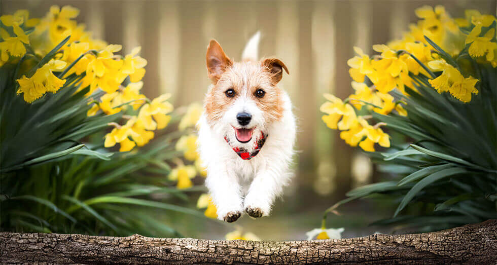 Lopez Island Resort Spring Getaway March Special