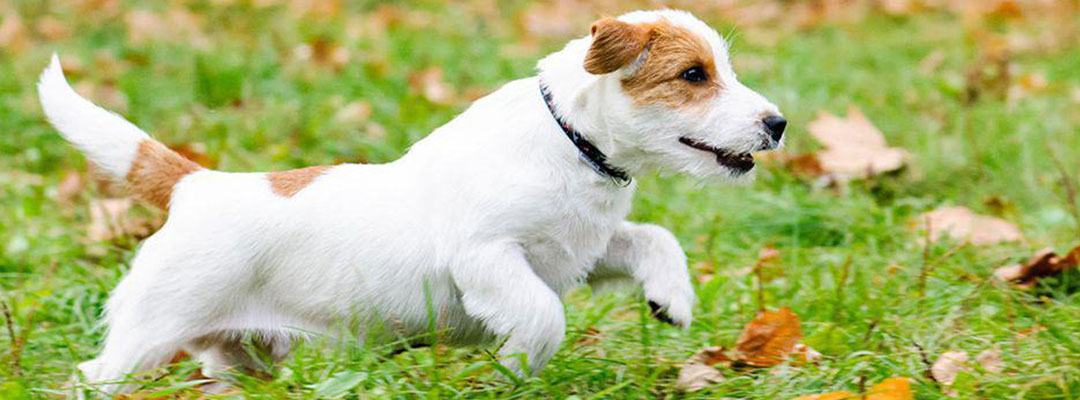 Pet-friendly RV camping on Lopez Island.